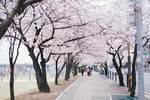 Mùa hoa anh đào lãng mạn Hàn Quốc.jpg