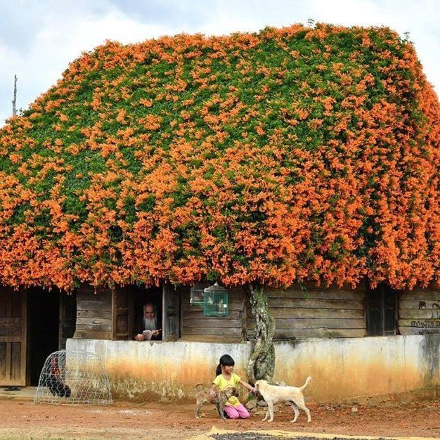 Ngôi nhà phủ đầy hoa xác pháo đẹp rực rỡ ở Bảo Lộc.jpg